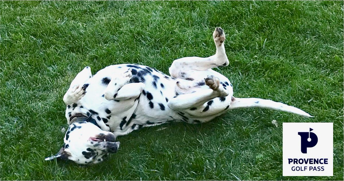 DdfPaca's tweet photo. Sur nos golfs, le bonheur pour tous. 
#hatchum à son fan club. Merci @lemagadure pour cette photo.

En #provence #alpes #cotedazurfrance nous sommes #friendlygolf et #dogfriendly. 👍

#golfer #golfing #golftravel #cotedazurFrance #cotedazur #FrenchRiviera https://t.co/J2IXHxQCXb