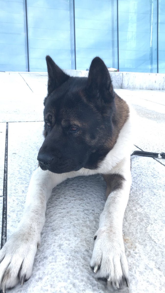 VideoCJSAY's tweet photo. Did some photo shoot with this lovely dog Kuma! He is amazing https://t.co/FJVQ1uORcg
