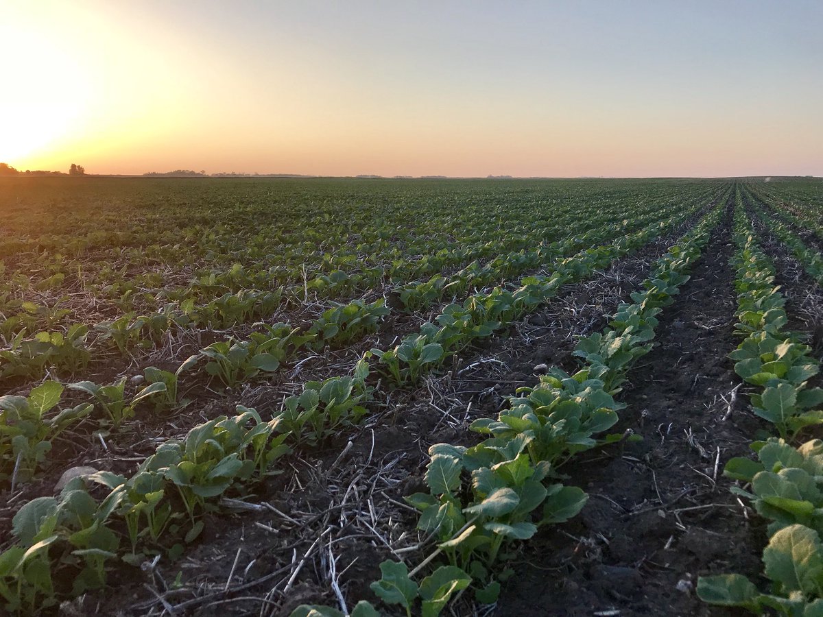 Sometimes it’s not about how much you plant, but how you plant it. #HawkEmergence @VaderstadCanada