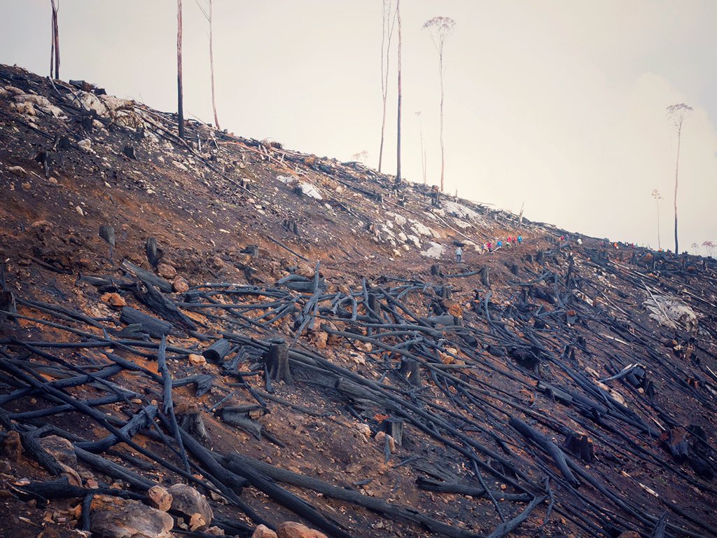 knittingnannasT's tweet photo. How is this possibly sustainable? @DanielAndrewsMP @LilyDAmbrosioMP @timpallas A gathering of community members dwarfed by the enormity of industrial clearfell logging #RubiconForest #wecandobetter #ClimateChange #water #fire #loggingfires https://t.co/F9Gv8SYE5A