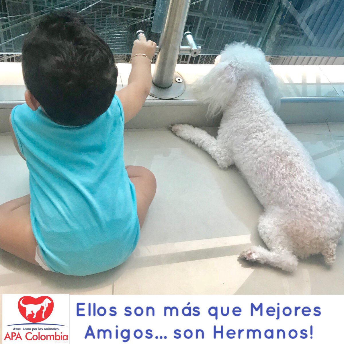 APA Colombia (apa_colombia) Twitter