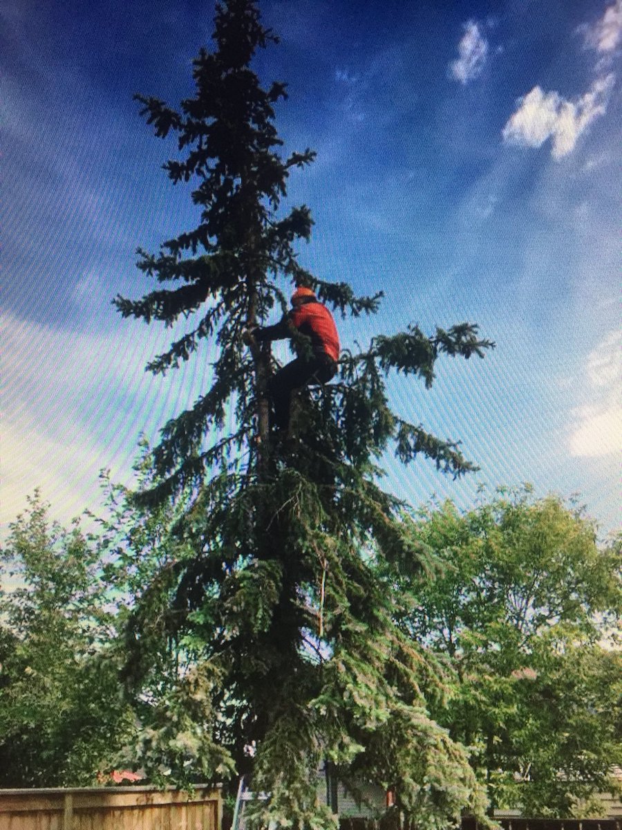 orangelid's tweet image. Had a great time taking out a tree for a friend today, it was like a UFC fight, I finished it off with a chainsaw hold! #UpATree #LoveSaturdays
