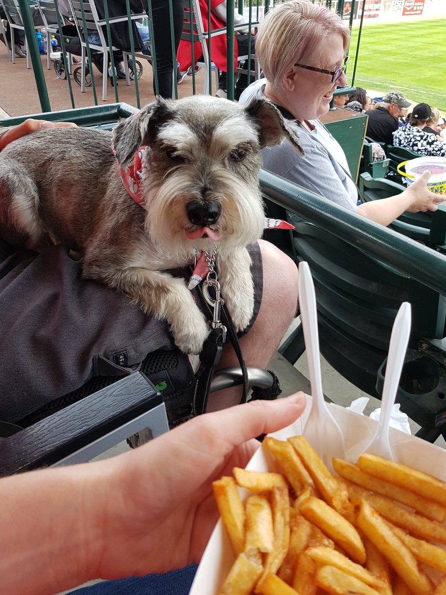 thisisaudreys's tweet photo. #BarkinthePark did it again! Willis had his annual ballpark fries and met @mayor_bowman making it a pretty awesome night!   @Wpg_Goldeyes https://t.co/1P0qdETjDO