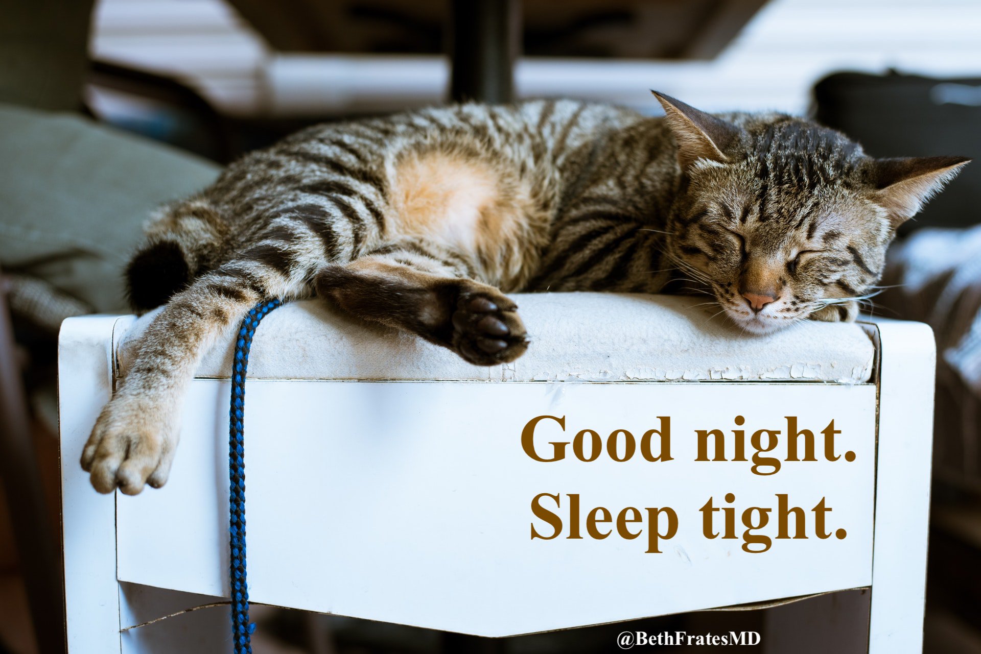 Beth Frates MD on X: Have a great night! Saturday Caturday Goodnight  GoodNightTwitterWorld GoodNightWorld cats catsoftwitter  t.co9v9DryzV8t  X