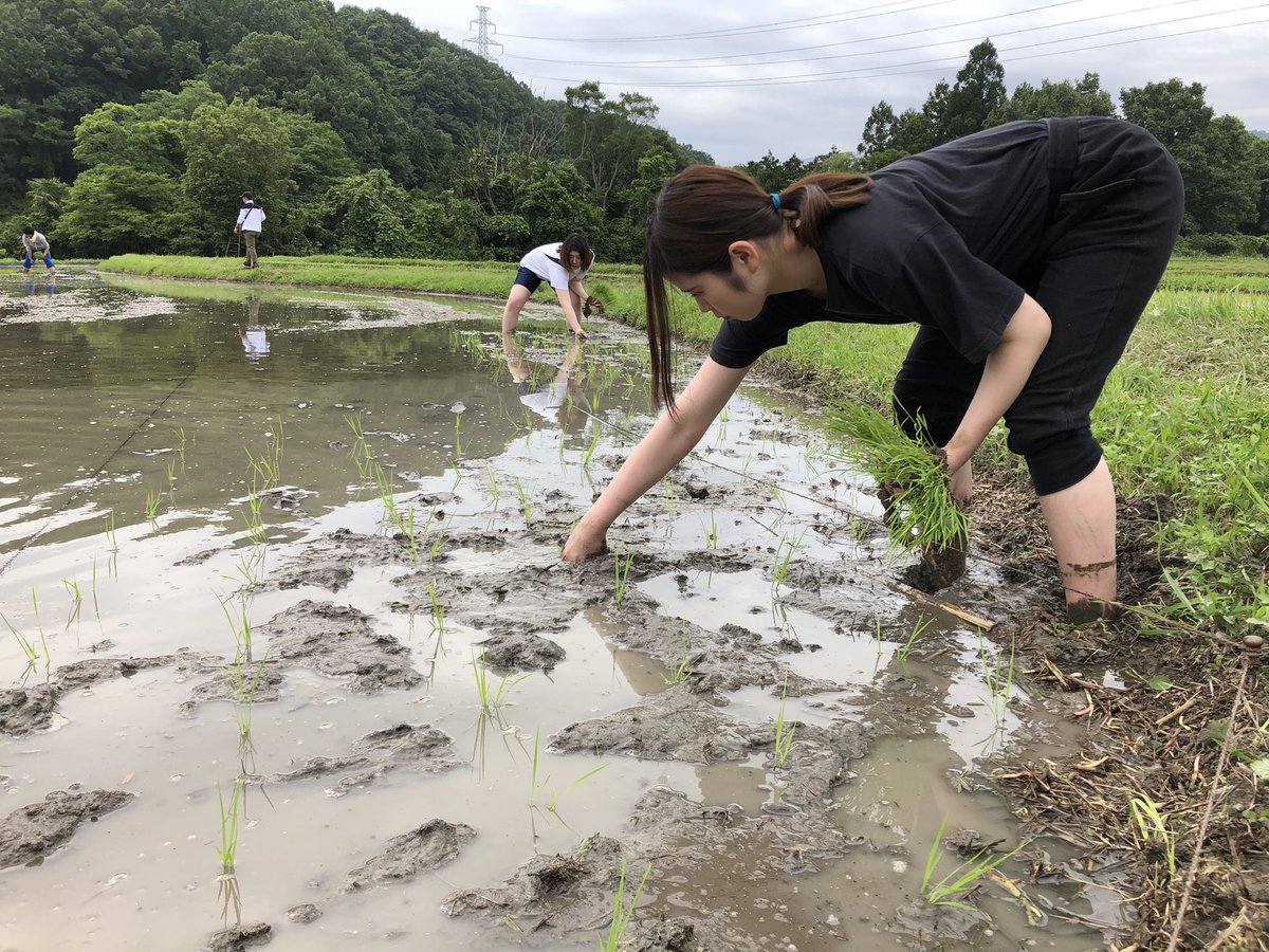 studio884_'s tweet photo. 6月10日(日) 田植え開始!
キアラさんと放送芸術学院の学生さんたちが、一つひとつ丁寧に植えてくれています。
#0610 #放送芸術学院専門学校 #映画ドラマコース #田植え #農業プロジェクト #奥河内 #河内長野 #国際交流 #studio884 https://t.co/m4KIA7ki3h