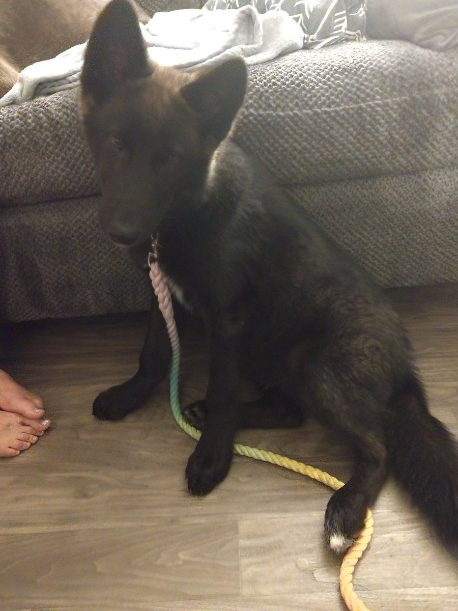 Odestroyher's tweet photo. Guys look at my new dog!!! #woofer #allblack #midcontent https://t.co/5OrmcZS4uU