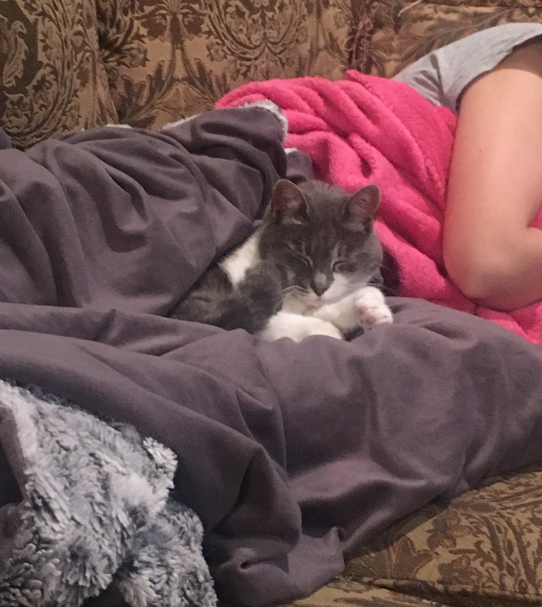 nerfherder73's tweet photo. #Kittyboo
She’s had a hard day.
@SohlerSarah @rip_slagcheek @rrobertschwartz https://t.co/M1gmDLvT43