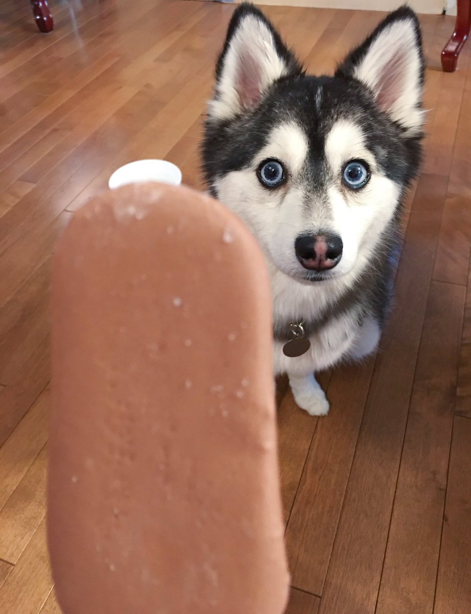 kaiserthepomsky's tweet photo. 👀Maybe if I stare hard enough Mum will share that with me...🤔🤨🍫🍨 #gimmegimme #fudgesicle #whycantihavechocolate
•
•
•
•
#saturdaynight #dessertbae #hangryproblems #pomsky https://t.co/4OSLD3S83D