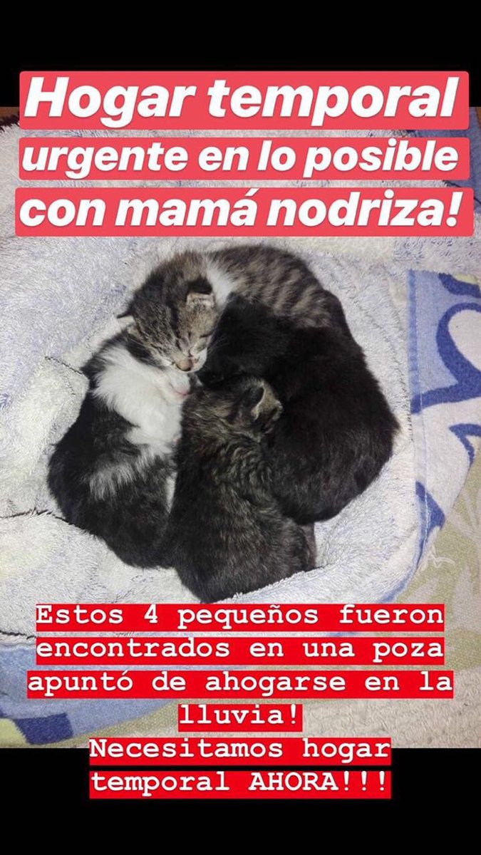 inkananimal's tweet photo. Ayuda! 🐱
#adoptanoncompres #catlovers #adoptaungatito #gatitosabandonados https://t.co/snqJxQpDzk
