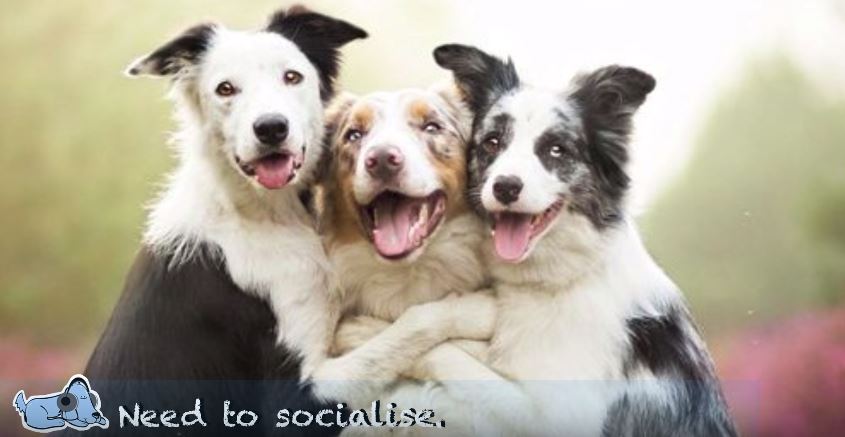 bordercolliefc's tweet photo. Border Collie Facts with Relax My Dog https://t.co/Xu21rbmOPZ #bordercollie #Dogs #bordercolliefc https://t.co/xoLLqIbIT4