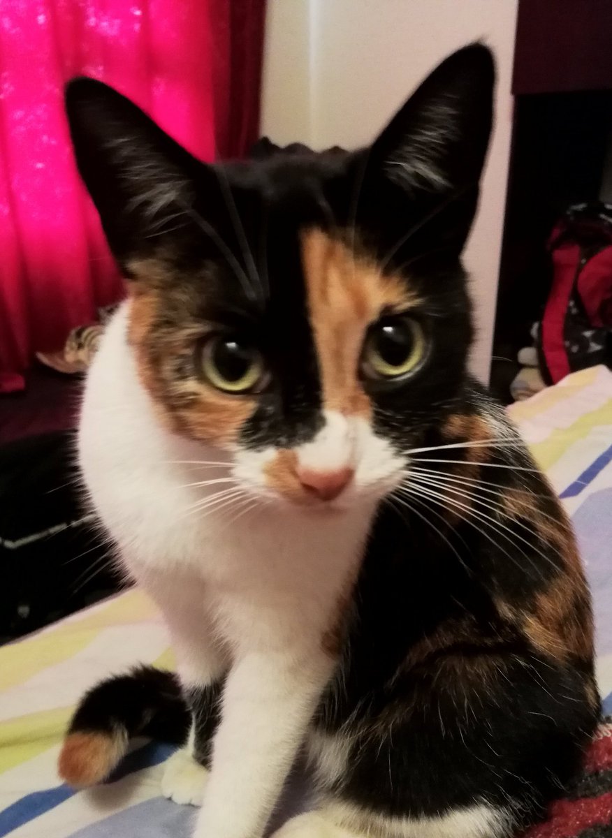 nupademu's tweet photo. @TropiBogota mi gata princesa #tropicat https://t.co/8609CqECqZ