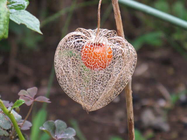 菓心 雪梅庵 Yukiumean 鬼灯 ほおずき 小さい頃は良くほおずきを布に包んで 水の中で揉み揉みしてからお菓子を使ったことがあります 中国語で氷粉と言う名前のお菓子です でも日本のほおずきはやけに大きくて もしかしたら同じ種類じゃ 菓心 雪梅庵 Yukiumean 鬼灯 ほおずき 小さい頃は良くほおずきを布に包んで 水の中で揉み揉みしてからお菓子を使ったことがあります 中国語で氷粉と言う名前のお菓子です でも日本のほおずきはやけに大きくて もしかしたら同じ種類じゃ