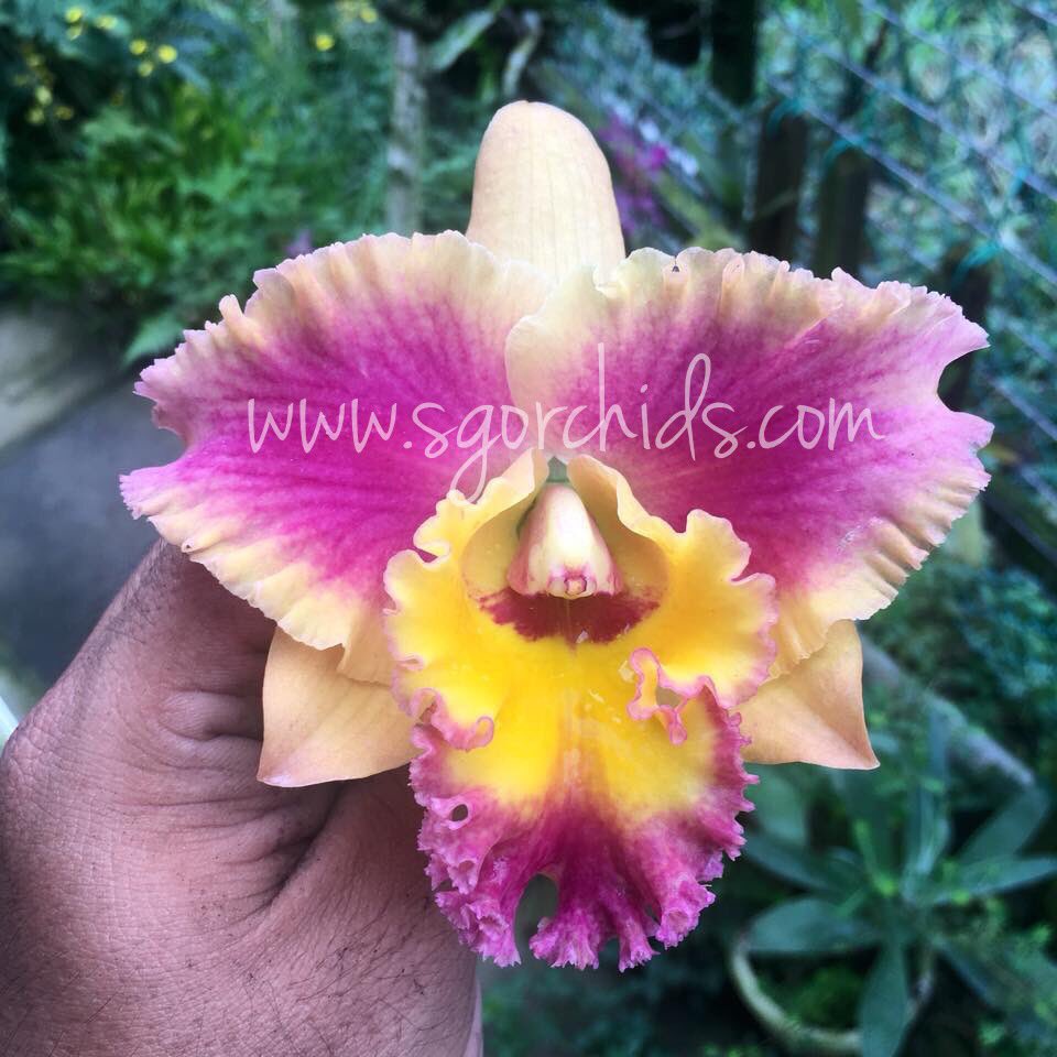 SgorchidsEvelyn's tweet photo. Hidden at the corner... a beautiful Cattleya hybrid blooms that catches our eyes. #SgOrchids #orchids #sg #Bloom https://t.co/8biWxjSdZ4
