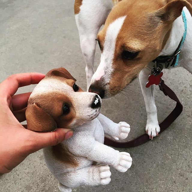 Nova_Kepler's tweet photo. Hey mom... this little thing looks like a mini me! #minime #mulhalls #mulhalladventures #dog #dogsofinstagram #dogs #puppy #puppylove #jackrussell #jackrussellterrier #instadog #dogoftheday #puppiesofinstagram #puppygram #puppylife #dogdrive #pups #jack… https://t.co/xt6DrdDNYy https://t.co/2ydbkahmZt