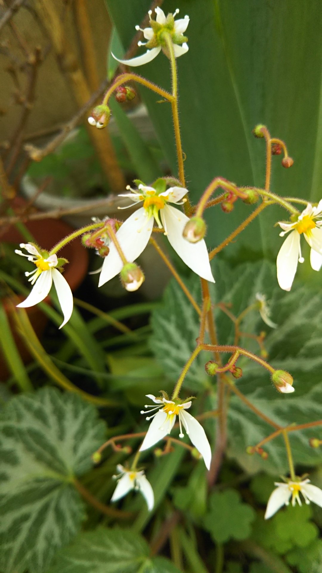 こじやん 6月10日の誕生花 ユキノシタ 雪の下 鴨足草 虎耳草 別名 コジソウ 虎耳草 ユキノシタ科 ユキノシタ属 北海道を除く日本と中国に分布 花言葉は 切実な愛情 博愛 恋心 好感 T Co K0mnaddesh Twitter