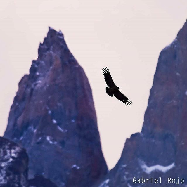 AChilepoh's tweet photo. Especial #torresdelpainexachilepoh 48/50
Descubre y Conoce #achilepoh
📸 @gabriel.rojo.wildlife - Cóndor
frente a las Torres....Torres del Paine #gabrielrojo #condor #andeancondor #andes #andesmountains#mountains #natgeowildlife #naturephotograpy #bbcwildlifemagazine #bbcwi… https://t.co/uAdXaHNWND