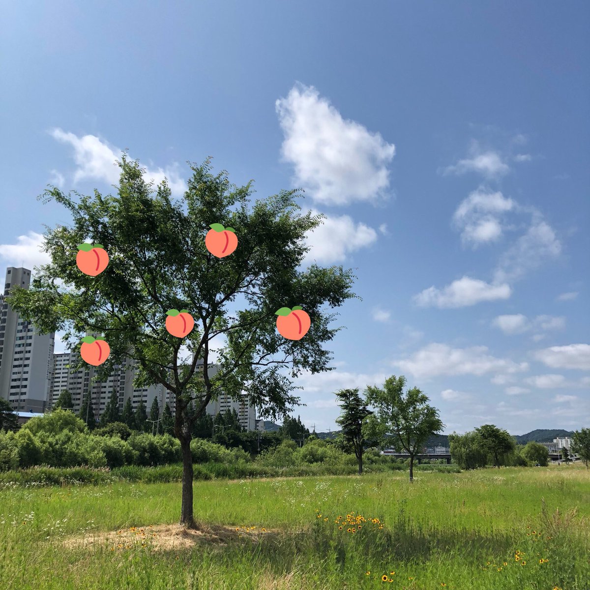 Timmmytimmm's tweet photo. 콜바넴 보고나서 모등개 다 복슝아 나무로 보이능 병애 걸려벌여...ㅎ🍑🌳 https://t.co/L92IJVNJph