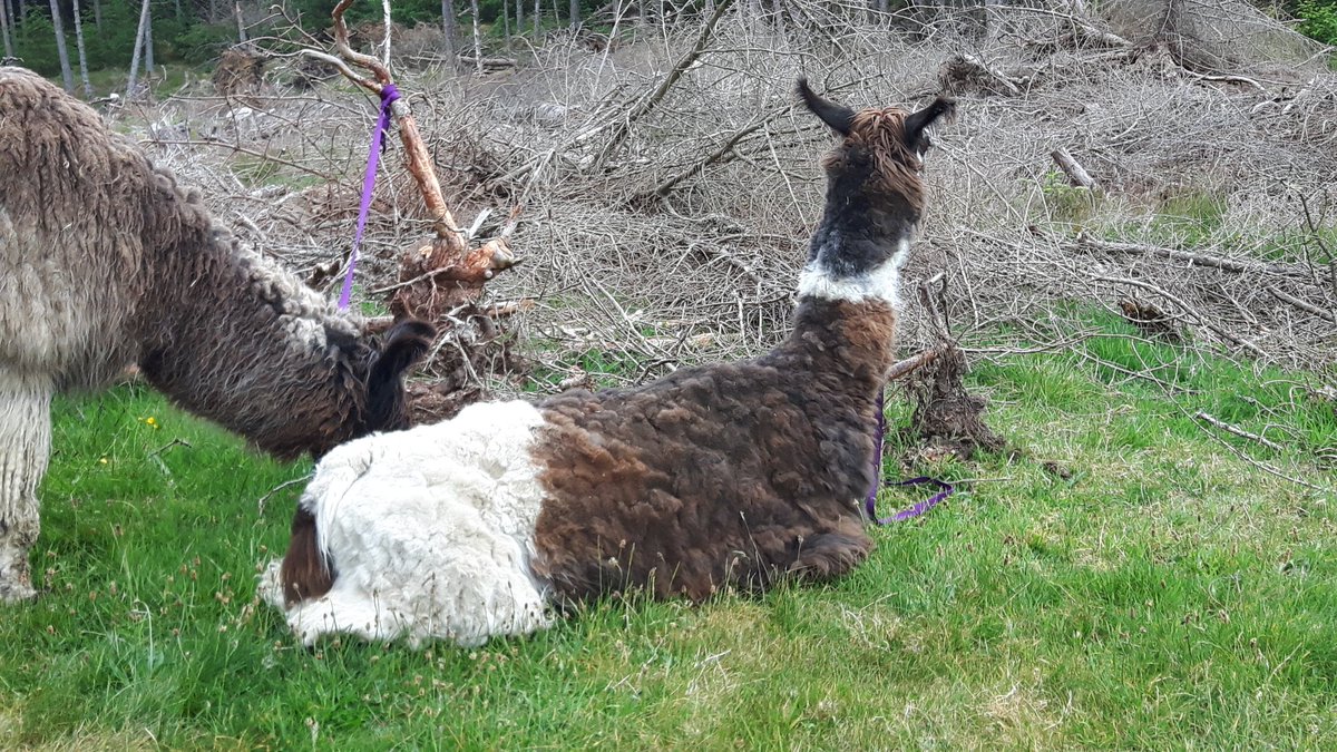 Llama chillin'
#llamatrekingscotland #scotlandisnow #ecocampglenshee