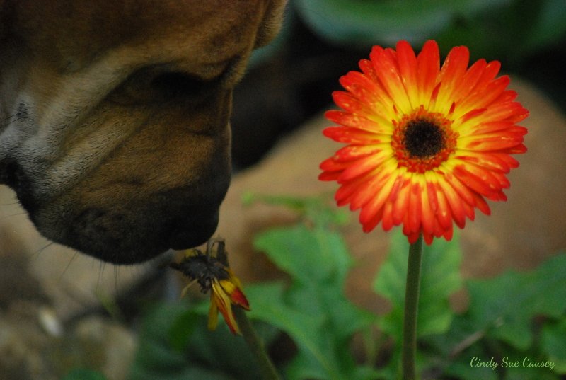 🌻 Cindy Sue Causey 🌻 tweet media