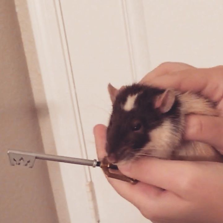 stolenbythefae's tweet photo. Exclusive footage from Kingdom Hearts 3 https://t.co/I8tEzqdlpk
