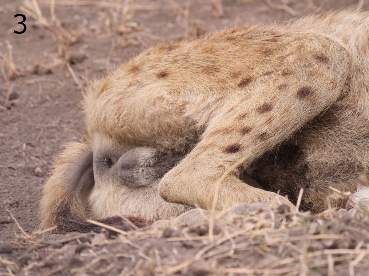 Hyena Project 🐾 Twitterissä: "Study animals can make your life miserable. # Hyenas are particularly good at it - they even hide their sex! Their  (pseudo)penises look alike. Even their balls look alike!