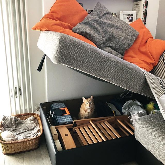 ilgattolardo's tweet photo. Today’s homework 📚 🏡☀️
#cat #cats #catsofinstagram #meow #catstagram #catoftheday #meowbox #picoftheday #sundayfunday #sunday #weekend https://t.co/MFa3K2QPjN