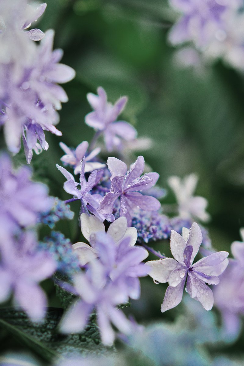 Tsunekawa Twitterissa 雨の日の紫陽花 雨粒を纏った紫陽花は繊細なガラス細工のようでした 触れたら壊れてしまいそうなくらい儚く 静かで美しかった