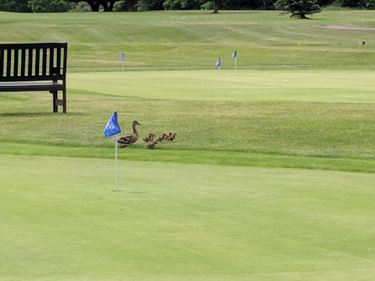 countyspending's tweet photo. Ranger is on the way to let the Duck eighthsome know that only foursomes are allowed on the course..but they probably play quicker than some of the other hackers https://t.co/wfLHc7IeYe