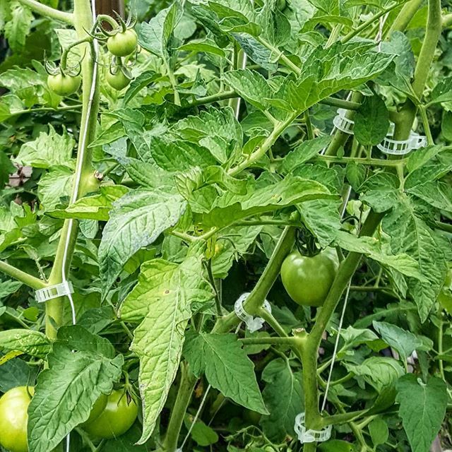 MarcelleChow's tweet photo. Hey guys just wanted to show you the #tomatotrellis clips I'm using this year. These clips are much stronger and allow the #trellis to grow the full vertical twelve feet. These are great as well for growing draping tomato vines because it really supports… https://t.co/kEMKBZozzu https://t.co/KtW7I0Fhrv