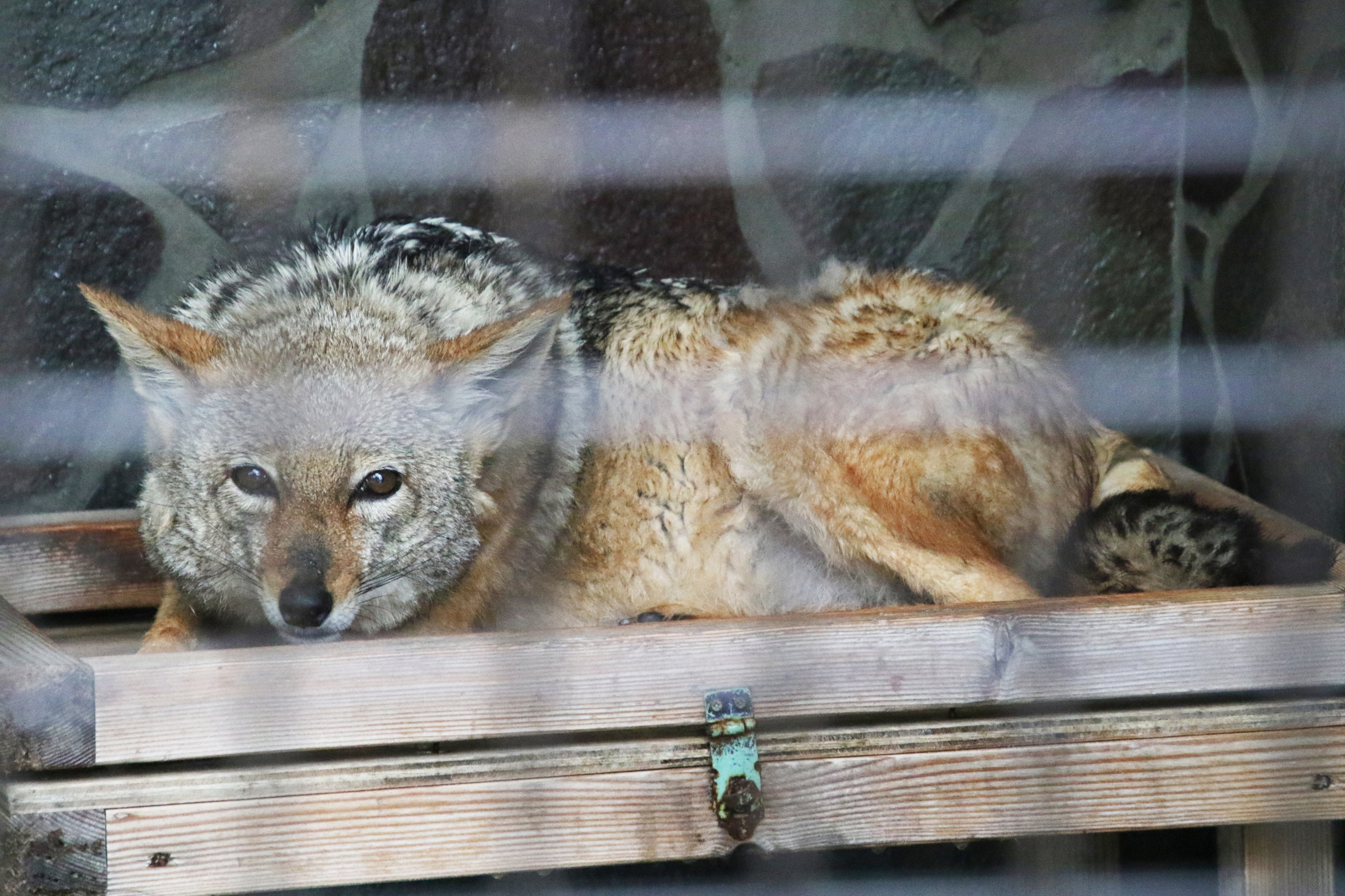 Cheng Ren 現在国内唯一 のセグロジャッカルのジャッキーくん ホンドギツネと並ぶと結構大きい 徳山動物園 セグロジャッカル T Co 1sdiggbqpv Twitter