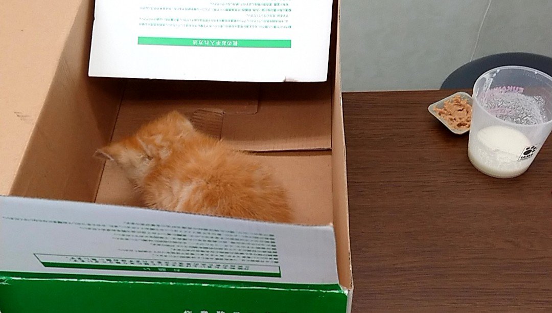 猫吉 tweet media