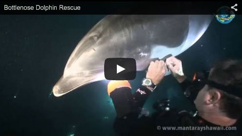 sportdiver's tweet photo. We love revisiting this video of a #dolphin asking a diver for help … https://t.co/HKRg7BsrbW https://t.co/G3tZKMuygG