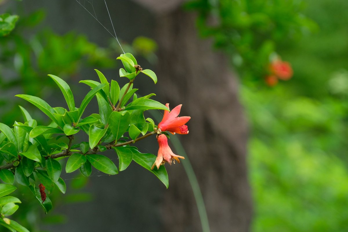 Kotsubu בטוויטר ザクロ 花から実へ ザクロの花 見たことある だんだん実になっていくね Nature Flowers ザクロ