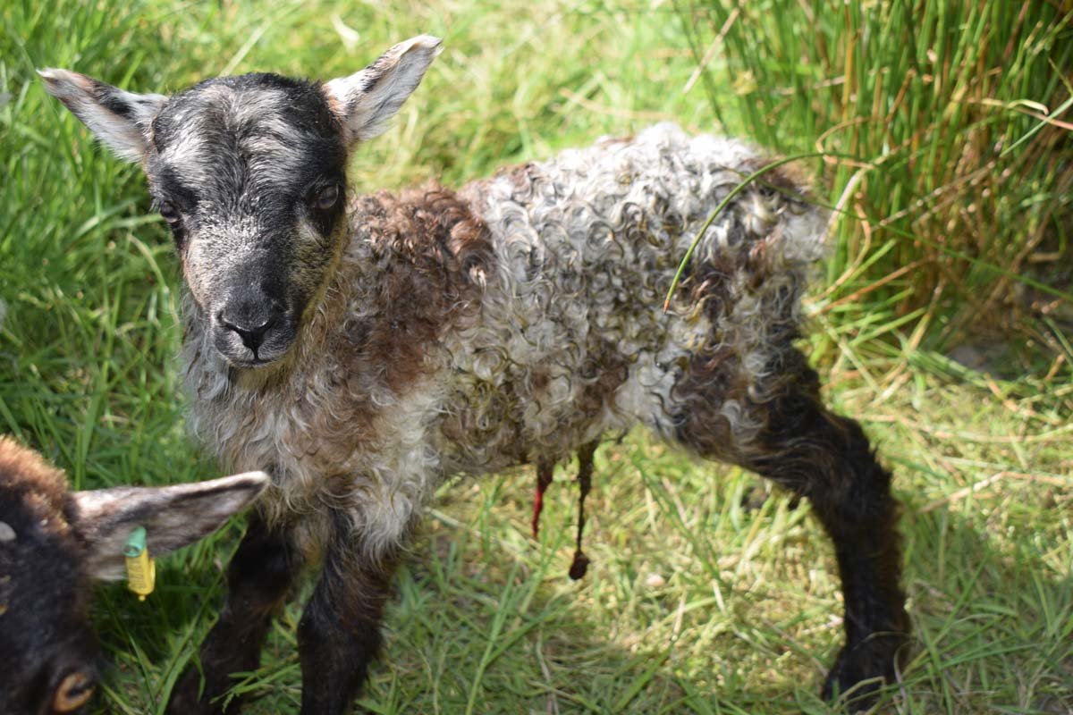Patchwork Sheep (@patchworksheeps) / Posts / X