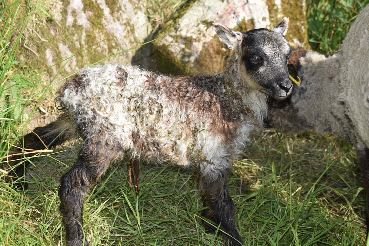 Patchwork Sheep (@patchworksheeps) / Posts / X