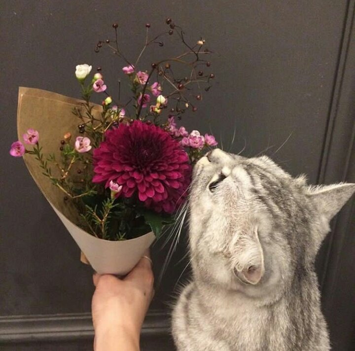 ZSPolaris's tweet photo. @wasZSVulpecula | a thread for one of the best. https://t.co/e5t3MNW3Bj