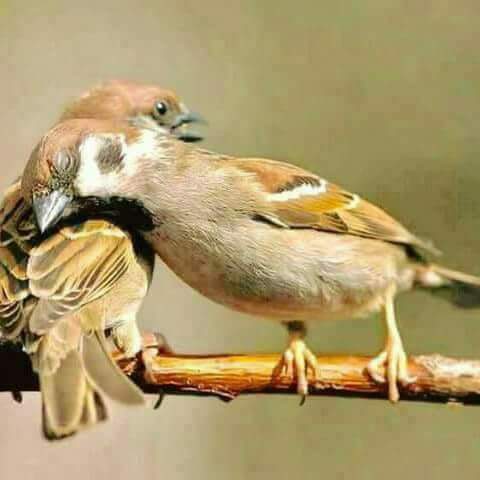 ﺍﺧﺒـــﺮيني :
ﻛﻴــــﻒ ﺍﻣﻀـــﻲ ﺍﻟـﻰ ﺣـﺎﻝ ﺳﺒﻴــﻠﻲ 
ﻭﺍﻗــﺪﺍﻣـﻲ ﻋــﺎﻟـﻘﺔٌ ﻓـﻲ ﺃﺭﺿــﻚ!! مساء الخير