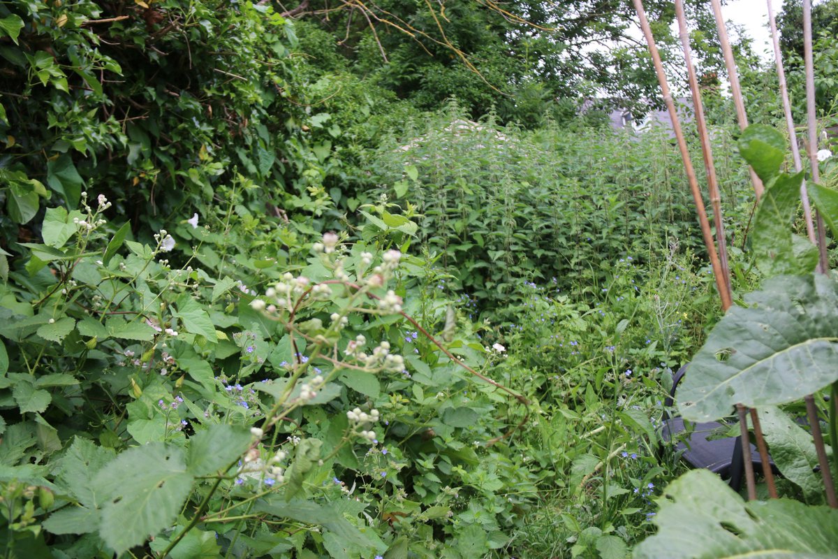 Kevenlaw's tweet photo. @WildlifeTrusts How's this for #GotMyLongPatch The bottom of my garden is so #wild that the nettles are now taller then my shed!! Just as well I've not been in it this year! I'd need a machete to scythe my way through nowπ±My #Robins enjoyed the bit I did clear yesterdayπ#MyRealView @LifeatNo27 https://t.co/hlXcy882Fi