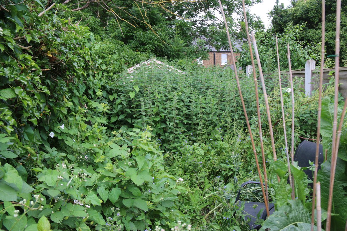 Kevenlaw's tweet photo. @WildlifeTrusts How's this for #GotMyLongPatch The bottom of my garden is so #wild that the nettles are now taller then my shed!! Just as well I've not been in it this year! I'd need a machete to scythe my way through nowπ±My #Robins enjoyed the bit I did clear yesterdayπ#MyRealView @LifeatNo27 https://t.co/hlXcy882Fi