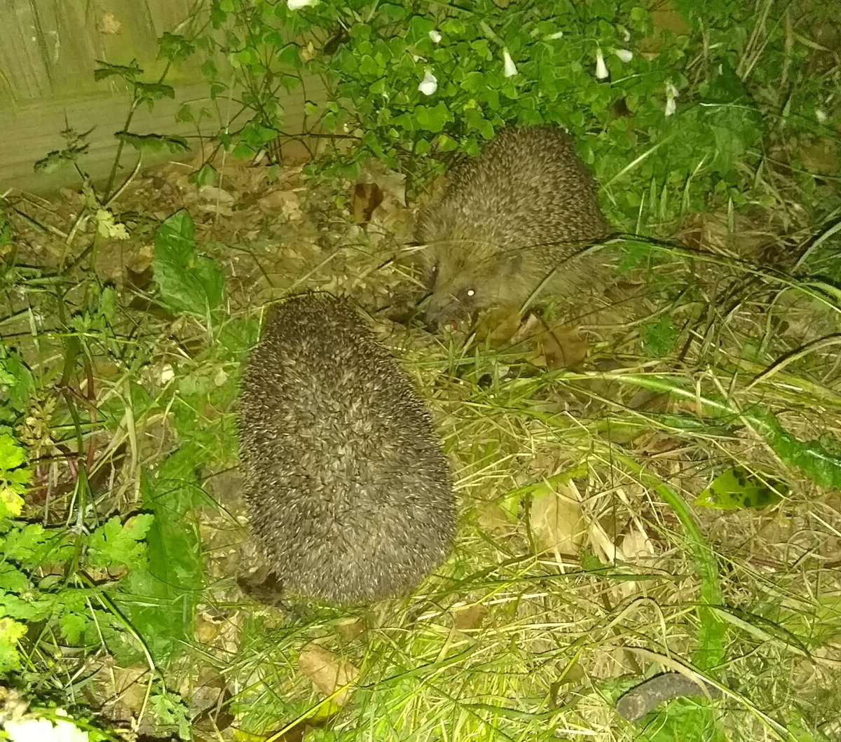 murmurationuk's tweet photo. Delighted to see these two out and about last night after not even seeing one for a while. Don't think they'll find any gold rings though. @hkhedgehogs @hedgehogsociety #SonicTheHedgehog https://t.co/xdxOTs8IPB