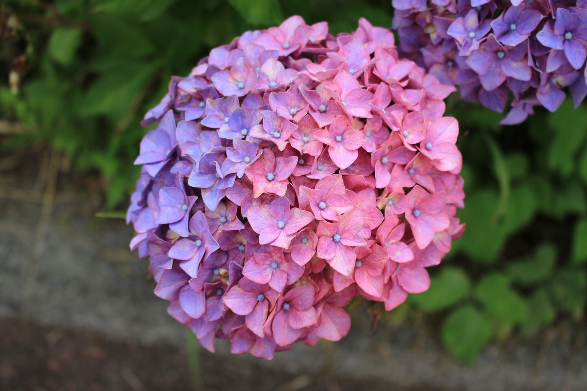 ヒラタカ おたくさ 実に綺麗な紫陽花でした 花が半分色が違うのね 紫陽花は土壌のph で色が変わるらしいから ここの土はどっち付かずだったのかな 笑 紫陽花 アジサイ おたくさ Canoneoskissx7i