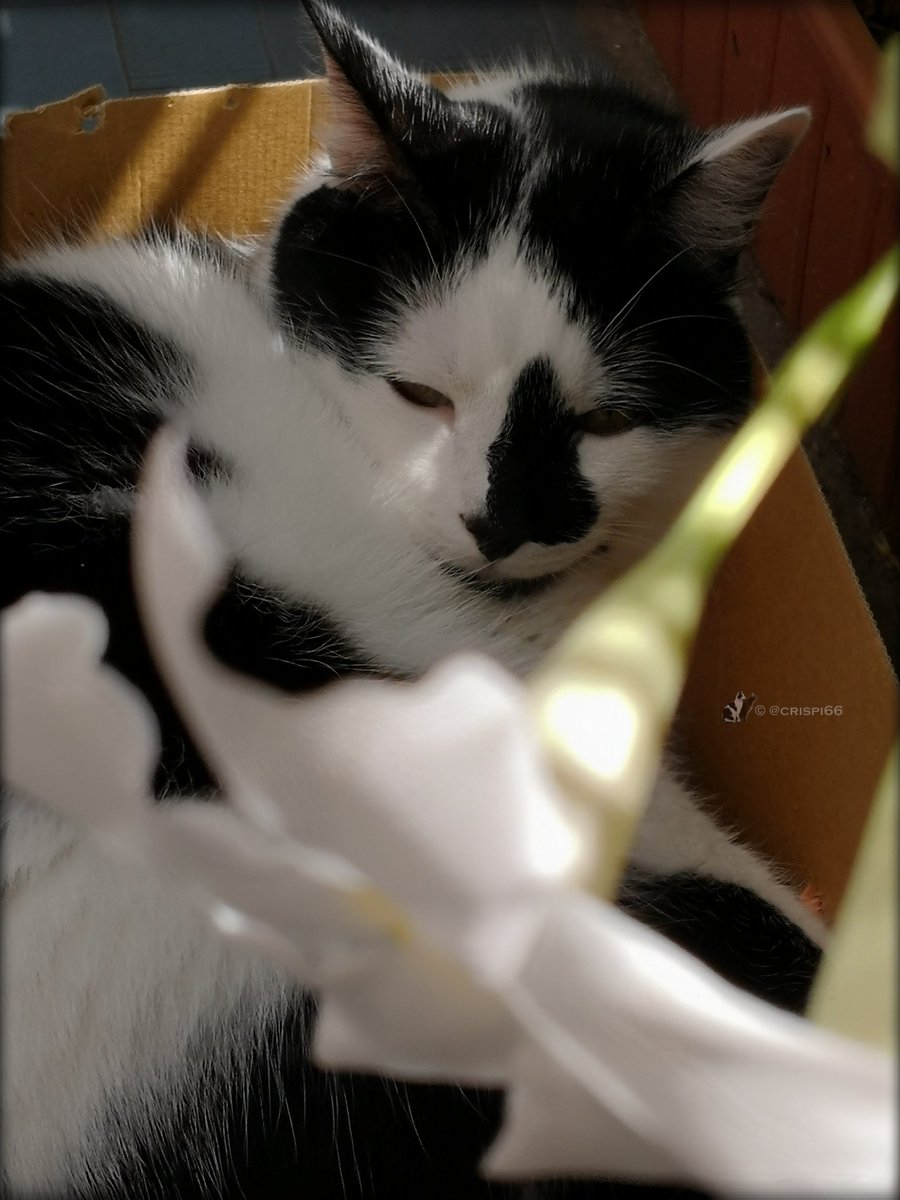 Crispi66's tweet photo. Happy
#CatboxSunday
🐈📦🌺💕 https://t.co/aqAUjsvHkD