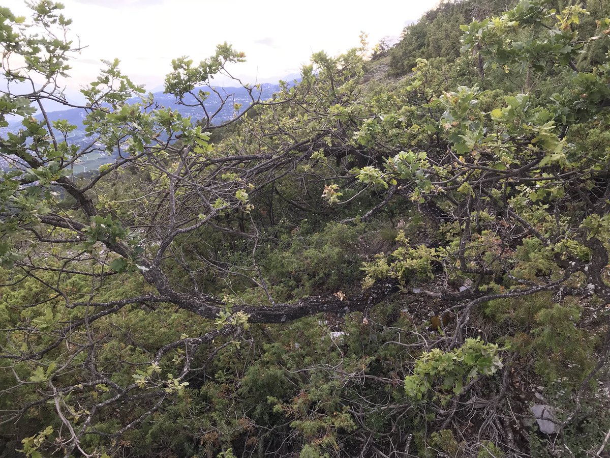 RevNJ's tweet photo. Find the #nightjar. #beginnerslevel #easy #ornithology #fieldwork #radiotracking @Vogelwarte_scie @LeicaBirding @FRC_UHasselt @CMK_Uhasselt #club51NoordLimburg #Profipaint https://t.co/hkOunWplll