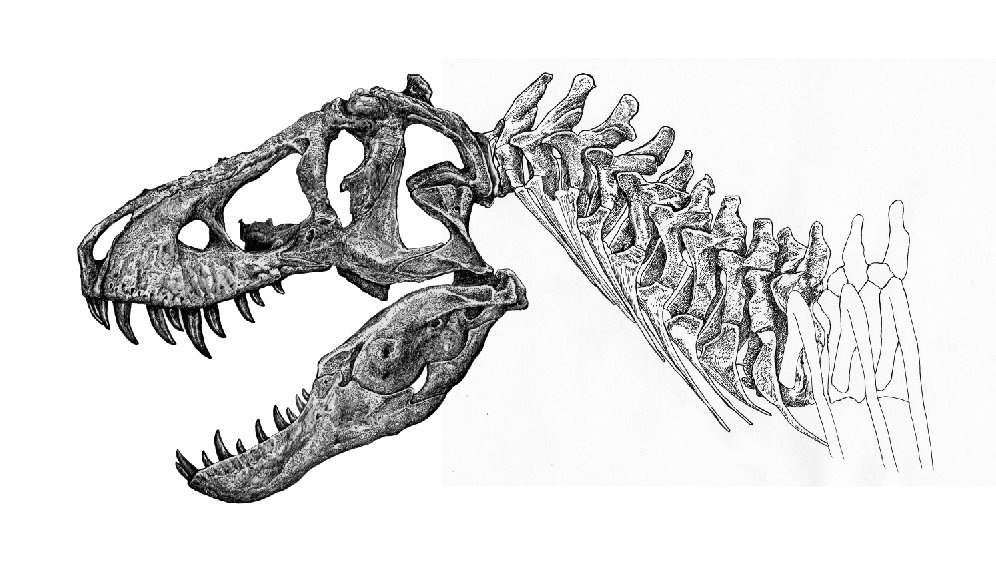 へたか בטוויטר ティラノサウルスの頚椎骨格図を作成し 去年描いた頭骨とドッキング 頚椎の拡大写真は手元にamnh5027のキャストの物しかなかったので 細かいところに自信がない ガクタメ提出日までに余裕があれば描き直そう