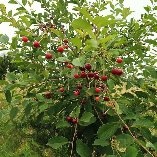 Boscodiogigia's tweet photo. Visciole, un frutto buonissimo di piante rustiche e vigorose, facili da coltivare
#visciole #sourcherries #visciole🍒 #sourcherry #visciola #sourcherries🍒 #fruits #frutta #alberidafrutto #nature #natura #permaculture #permacultura #picoftheday #frutt… https://t.co/V5uO67vHGk https://t.co/z2s7gUesxf
