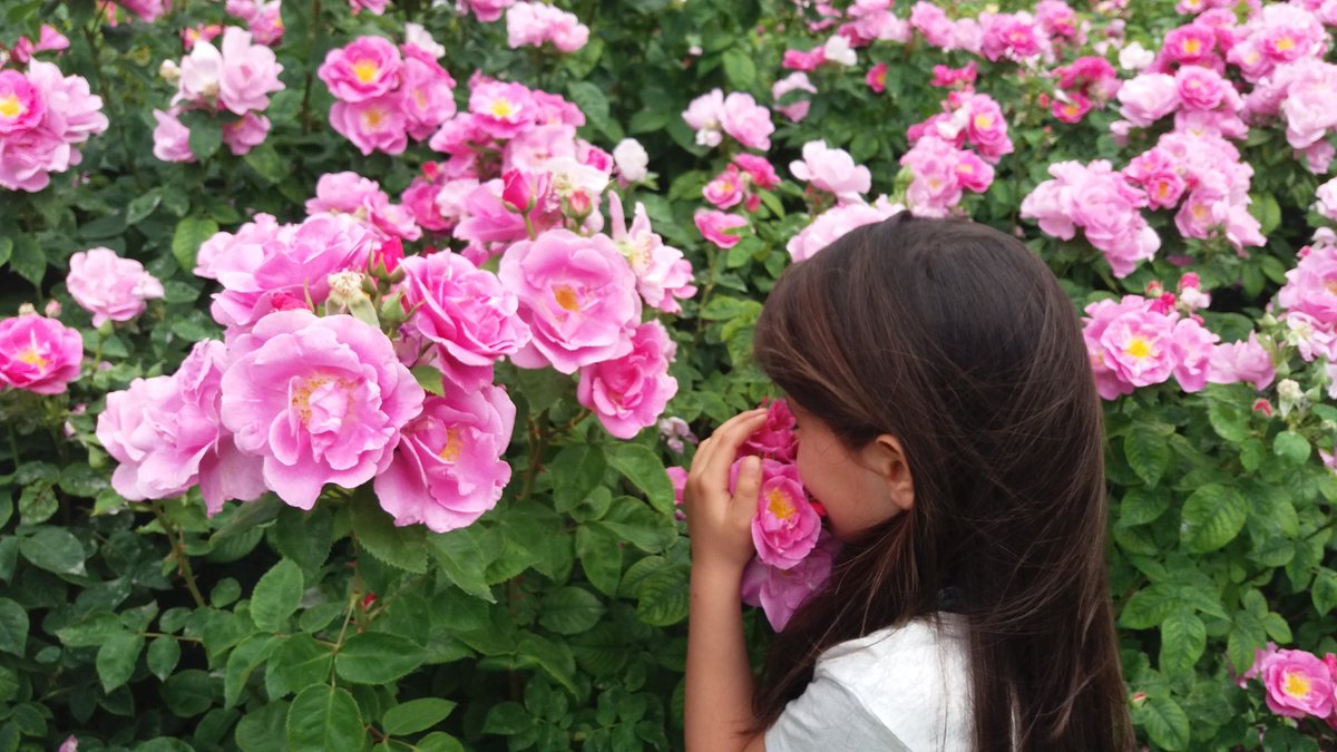 ChiaraGiulia3's tweet photo. Making memories at Regent's Park #londonwithkids #rosegarden https://t.co/ZVO8E5eRVS