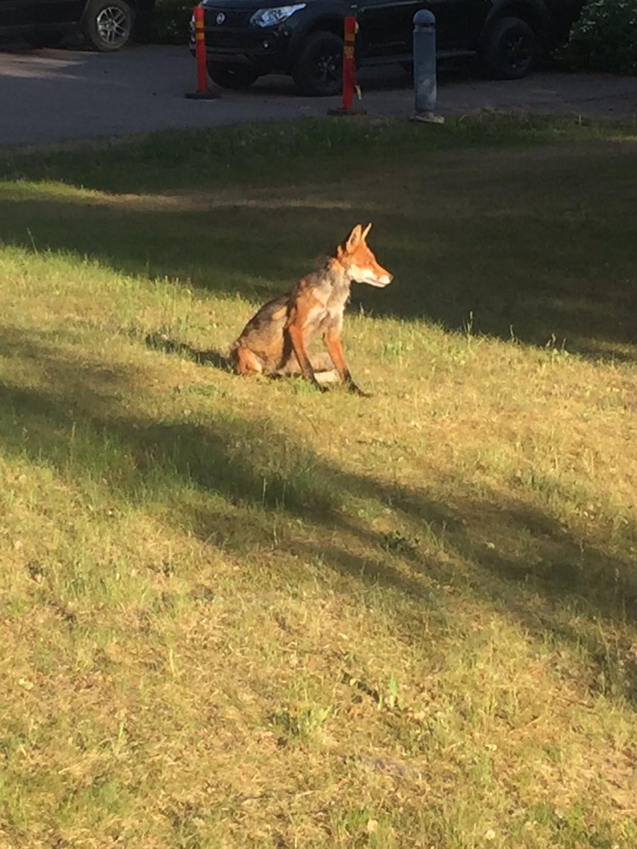 KivinenH's tweet photo. Citykettuja kaikki ovat nähneet. Harvemmin niitä ehtii kuvaan saada tai minä ainakaan, mutta aamulla onnisti  . #Espoo #Niittykumpu 😀 https://t.co/9sKSxTANUa