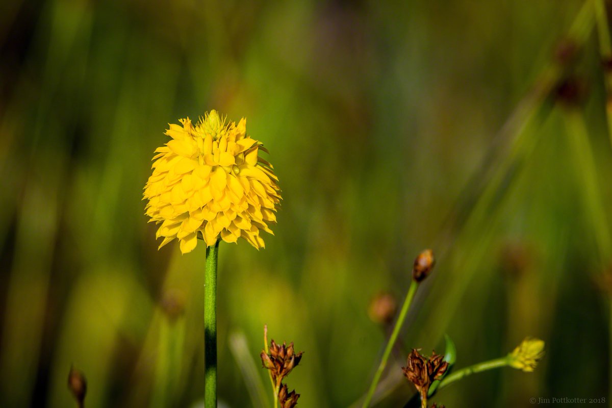 Jim Pottkotter On Twitter Yellow Milkwort Is A Florida Native Wildflower On Afternoon Hikes I Would Often See It And Was Impressed By The Way It Glowed In The Late Sun I