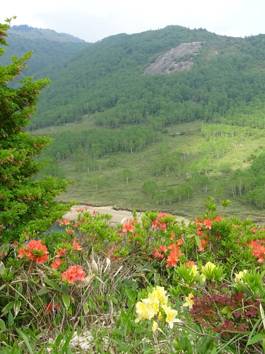 ツツジには毒のある種類もあるので蜜は吸わないほうがいい というお話に困惑の嵐 今さら言われても案件 Togetter
