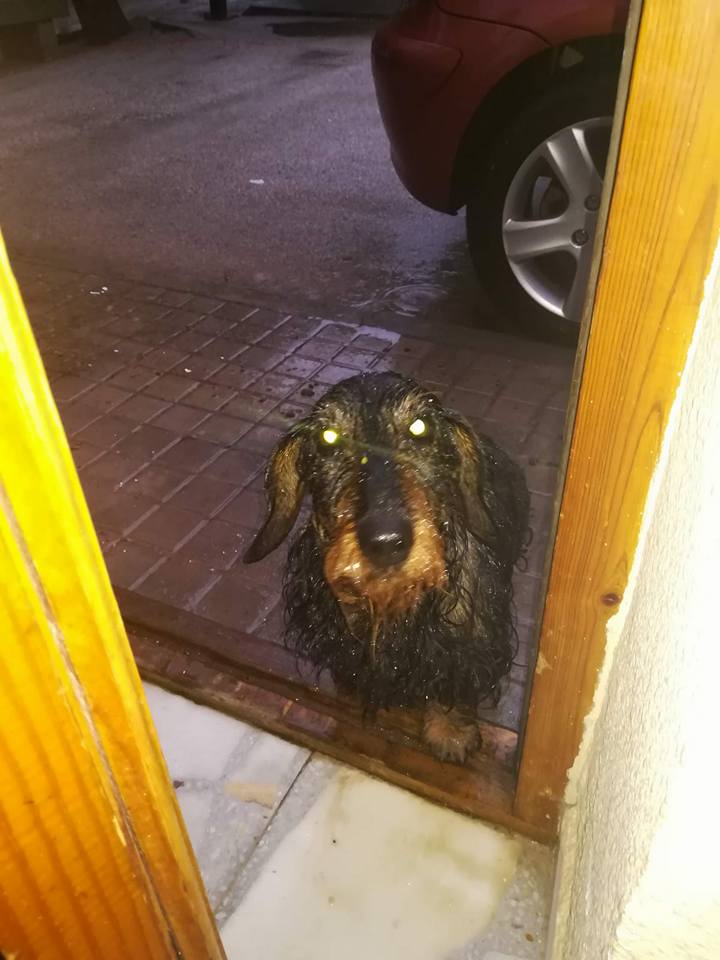 SosAbuelos1's tweet image. CHANEL (12 AÑOS) NO SABEMOS PROVINCIA
Chanel es una hembrita tekel cuyos dueños murieron y la encontraron por la calle vagando, necesita acogida o adopcion, si no entrara en la perrera, y es una pena a su edad. Es muy buena y cariñosa.
Pili 625253957
facebook.com/oscar.eltaxist…